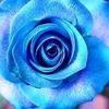 ♡ AQUAROSE ♡