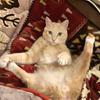 猫飼い22卒