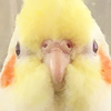 Lemon☆レモン