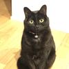 ねこぽっつ