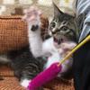 ねむたいくろねこ