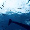 aki deepdive777