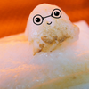 モチェシュ