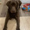 ケン犬