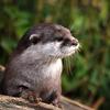 ヨシダユウキ