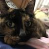さびねこ3