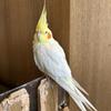 ミラコことば