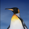 pengin1118
