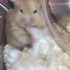 はもみ