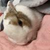 看護師うさこ