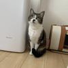 きなこ·͜·