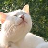 猫の手☆みつき