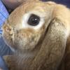もちゃみ
