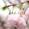 桜雨3ch