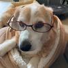 アリス ビビアン
