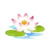 水蓮suiren
