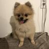 犬っころ