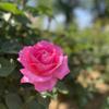 ROSE オラクルカード