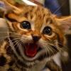 猫日和