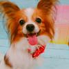 Petily