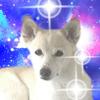 Cosmo・深愛（ミア）