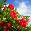 絵師MASA
