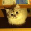 meru