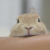 ウレック