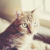 Mark cat