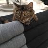 保護猫男子まこと