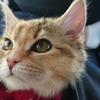こねこ丸