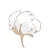 sa coton