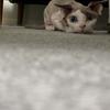 カナ1210