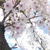 ふくろうの森