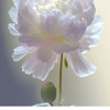冬の花☆