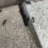 ほのお11