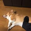 っぽい