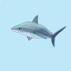 sameshark 846