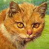 dogcat