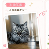 Lilieリリー