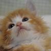白やぎ