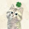 あむねこ