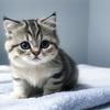 ♡まいねこ♡