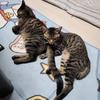 ふくふく15