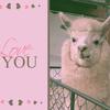 alpaca0123