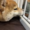 ひそひそ話し