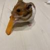 たっきゃ