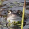 アマガエル