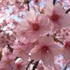 momozora3flower