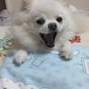 まろにーとワタアメ